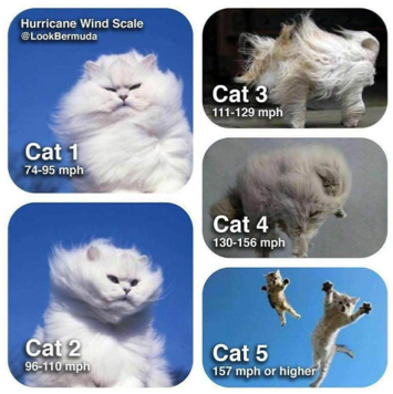 cat scale.png